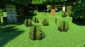 Small green ground-cover clumps scattered across a sunny forest clearing