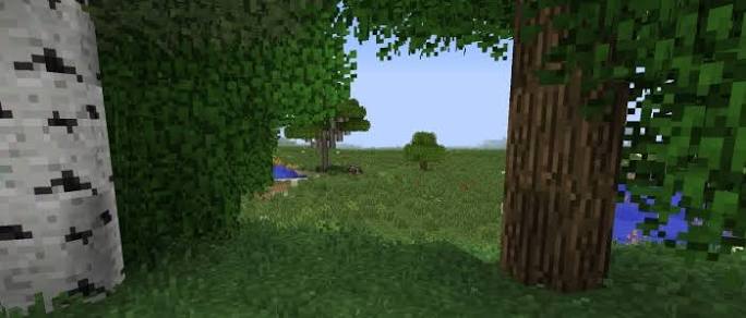 Birch and oak trees beside a grassy Minecraft clearing